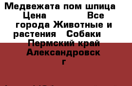 Медвежата пом шпица › Цена ­ 40 000 - Все города Животные и растения » Собаки   . Пермский край,Александровск г.